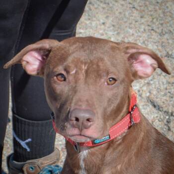 Hazel -  American Staffordshire Terrier and American Bulldog Dog for Adoption in Huntley, Illinois - Hazel | PetCurious