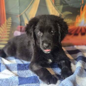 Abby -  Spaniel and Retriever Dog for Adoption in Tylertown, Mississippi - Abby | PetCurious