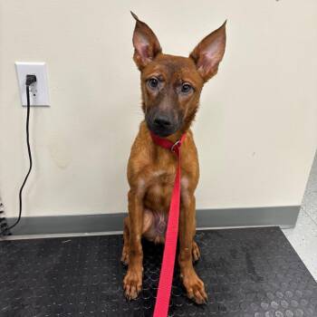 Loki -  Shepherd and Mixed Breed Dog for Adoption in Galax, Virginia - Loki | PetCurious