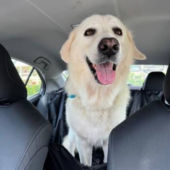Bailey -  Great Pyrenees Dog for Adoption in Keaau, Hawaii - Bailey | PetCurious