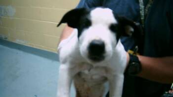 Rescue Labrador Retriever Dogs for Adoption in Tulsa, Oklahoma - TERK | PetCurious