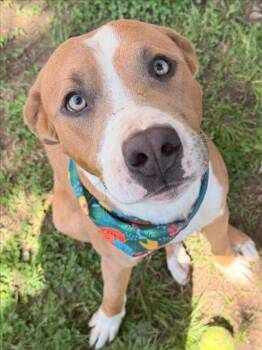 HOTWHEEL -  Pit Bull Terrier and Mixed Breed Dog Available for Adoption in Tulsa, Oklahoma - HOTWHEEL | PetCurious