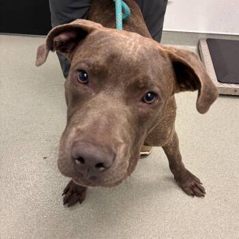 Nico -  Terrier Dog for Adoption in Abilene, Texas - Nico | PetCurious