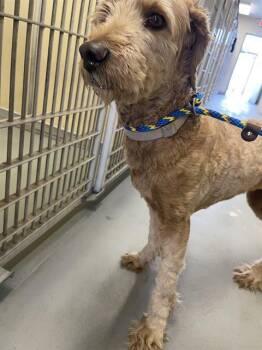 Labrador Retriever and Poodle Dogs Available for Adoption - MIA | PetCurious