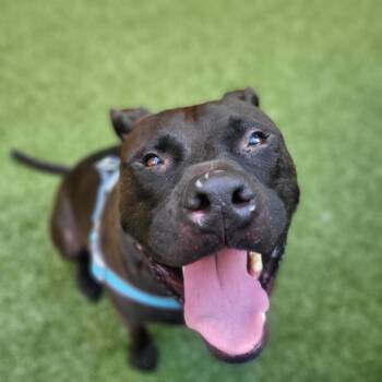 Stormi -  Mixed Breed Dog for Adoption in New York, New York - Stormi | PetCurious