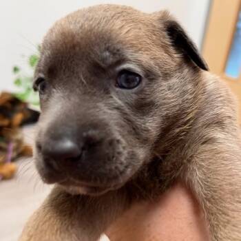 Rescue Shepherd and Mixed Breed Dogs for Adoption in Hagerstown, Maryland - Pepper | PetCurious