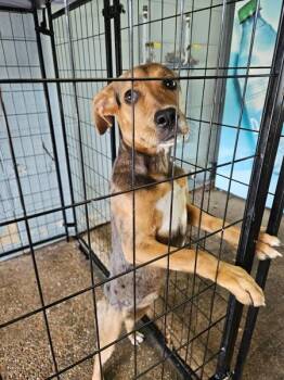 Hound Dogs Available for Adoption in Mobile, Alabama - Sparkles | PetCurious