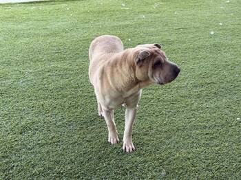 MARIECURIE -  Shar Pei Dog for Adoption in Rowlett, Texas - MARIECURIE | PetCurious