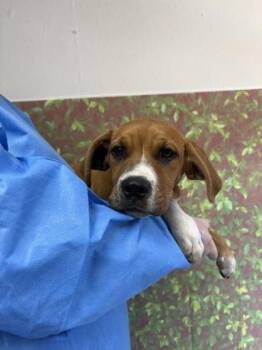 Hula Hoop -  Mastiff and Mixed Breed Dog for Adoption in San Antonio, Texas - Hula Hoop | PetCurious