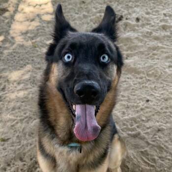 Grainger -  German Shepherd Dog and Husky Dog for Adoption in Stephenville, Texas - Grainger | PetCurious