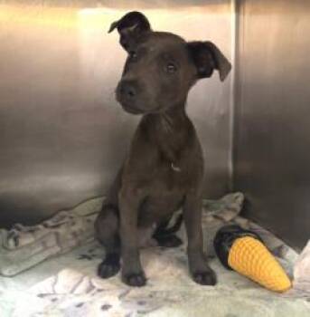 Mixed Breed Dogs Available for Adoption in West Chester, Pennsylvania - Skippy | PetCurious