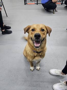 Rescue Labrador Retriever and Australian Cattle Dog Blue Heeler Dogs for Adoption in Muskego, Wisconsin - Latte The Retriever Mix! | PetCurious