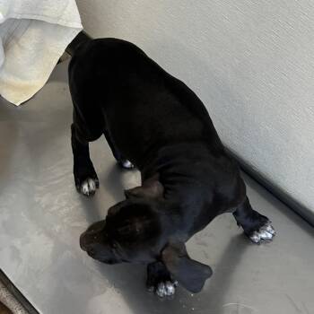 Asami -  Mixed Breed Dog for Adoption in Las Cruces, New Mexico - Asami | PetCurious