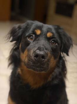 Shayna -  Australian Shepherd and Rottweiler Dog for Adoption in Houston, Texas - Shayna | PetCurious