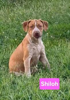 Shilo -  Black Mouth Cur and Mixed Breed Dog for Adoption in Clinton, Missouri - Shilo | PetCurious