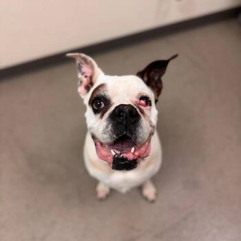 Geezer -  Boxer and Mixed Breed Dog for Adoption in Lynchburg, Virginia - Geezer | PetCurious