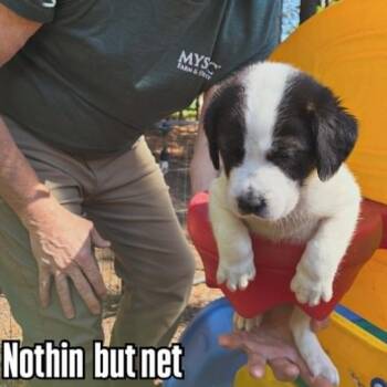 Foxhound and Mixed Breed Dogs Available for Adoption in Raleigh, North Carolina - Tomfoolery | PetCurious