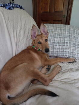 Rescue German Shepherd Dog Dogs for Adoption in Londonderry, New Hampshire - Henrika | PetCurious