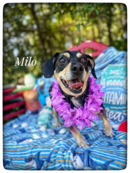 Dachshund Dogs Available for Adoption in Sebring, Florida - Milo | PetCurious