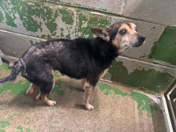 Pin Pin - Not at shelter available 10/26 -  Chihuahua and Miniature Pinscher Dog for Adoption in Rustburg, Virginia - Pin Pin - Not At Shelter Available 10/26 | PetCurious