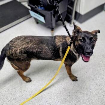 Bonnet -  German Shepherd Dog Dog for Adoption in Oakland, California - Bonnet | PetCurious