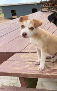 Labrador Retriever Dogs Available for Adoption in The Woodlands, Texas - Cole | PetCurious