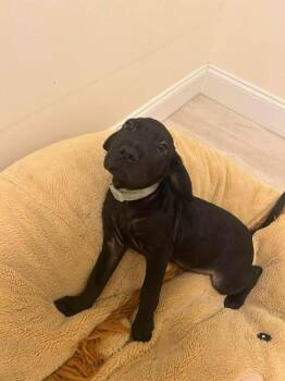 Luna -  Hound and Labrador Retriever Dog for Adoption in Carmel Hamlet, New York - Luna | PetCurious