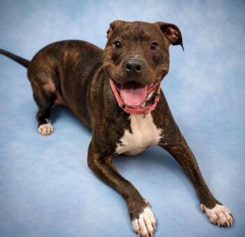 Angel Hair (Brookyln) -  Mixed Breed Dog for Adoption in West Chester, Pennsylvania - Angel Hair (Brookyln) | PetCurious