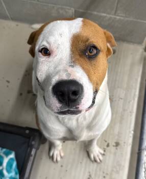 Rescue Pit Bull Terrier Dogs for Adoption in Camden, Tennessee - Moses | PetCurious