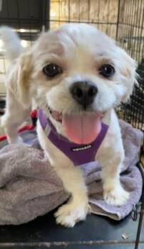Little Man -  Shih Tzu Dog for Adoption in Memphis, Tennessee - Little Man | PetCurious