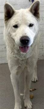 LILAC -  Chow Chow and German Shepherd Dog Dog for Adoption in San Bernardino, California - LILAC | PetCurious