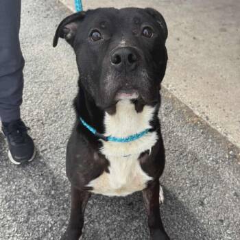 Rescue Terrier Dogs for Adoption in North Syracuse, New York - Dennis | PetCurious