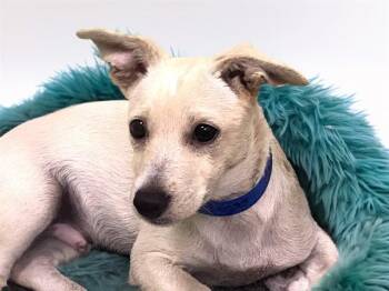EDWARD -  Yorkshire Terrier and Chihuahua Dog for Adoption in Fort Lauderdale, Florida - EDWARD | PetCurious