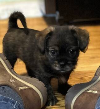 Rescue Chihuahua and Terrier Dogs for Adoption in Plymouth, Michigan - Sharpie | PetCurious