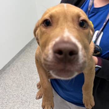 Derek -  Dachshund and Chihuahua Dog for Adoption in Wilmington, Delaware - Derek | PetCurious
