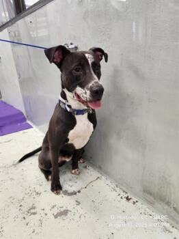 Rescue Labrador Retriever and Mixed Breed Dogs for Adoption in Houston, Texas - ALVIN | PetCurious