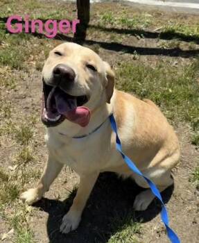 Ginger 39 -  Yellow Labrador Retriever Dog for Adoption in Killingworth, Connecticut - Ginger 39 | PetCurious