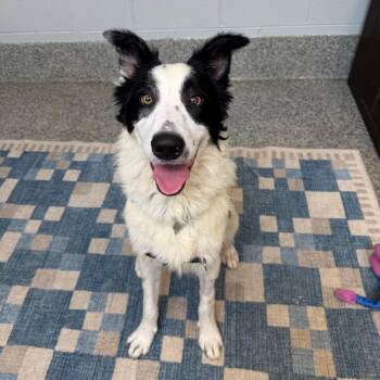 Baxter -  Border Collie and Mixed Breed Dog for Adoption in Falls Church, Virginia - Baxter | PetCurious