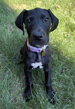 Maci -  Great Dane Dog for Adoption in Medfield, Massachusetts - Maci | PetCurious