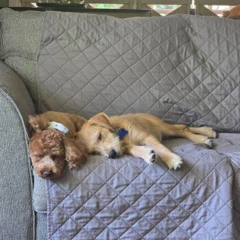 Butter -  Wirehaired Terrier and Mixed Breed Dog for Adoption in Potomac, Maryland - Butter | PetCurious