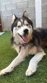 Glacier -  Siberian Husky Dog for Adoption in San Rafael, California - Glacier | PetCurious