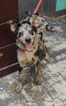 Joy #212 -  Australian Shepherd Dog for Adoption in New Lexington, Ohio - Joy #212 | PetCurious