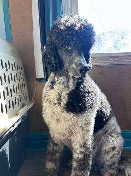 Standard Poodle Dogs Available for Adoption - Trouble Jan 26 | PetCurious