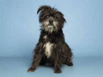 Cairn Terrier and Mixed Breed Dogs Available for Adoption in Phoenix, Arizona - KAIRO | PetCurious