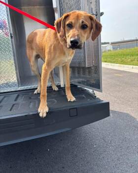 Kero -  Mixed Breed Dog for Adoption in Jackson, Tennessee - Kero | PetCurious