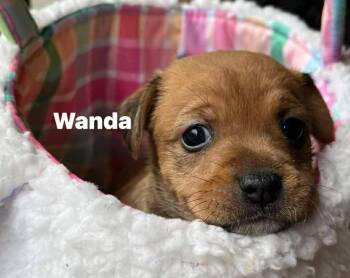 Pit Bull Terrier Dogs Available for Adoption in Newnan, Georgia - Wanda | PetCurious