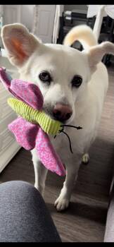 Luna is looking for a foster home -  Jindo Dog for Adoption in Toronto, Ontario - Luna Is Looking For A Foster Home | PetCurious