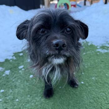 Mixed Breed Dogs Available for Adoption - Frasier | PetCurious