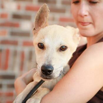 Firefly -  Feist and Shepherd Dog for Adoption in Hattiesburg, Mississippi - Firefly | PetCurious