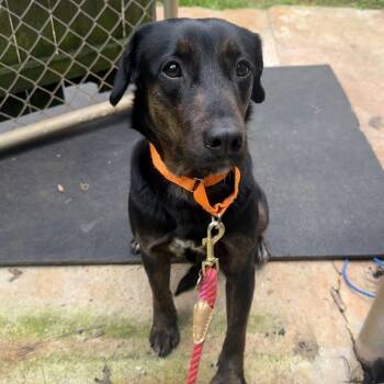 Poppy 3041 -  Mixed Breed Dog for Adoption in Hamilton, Georgia - Poppy 3041 | PetCurious
